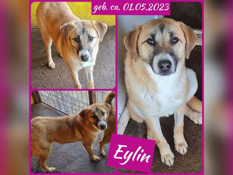 Eylin, , bald 2jähriges Mädchen, SH mittelgroß, freundlich, offen, menschenbezogen, sozial