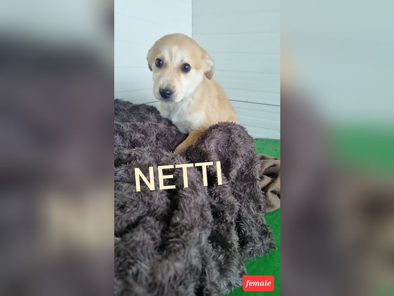 Netti, 2 ½ .jähriges Hundemädchen SH ca. mittelgroß, freundlich, offen, sozial)