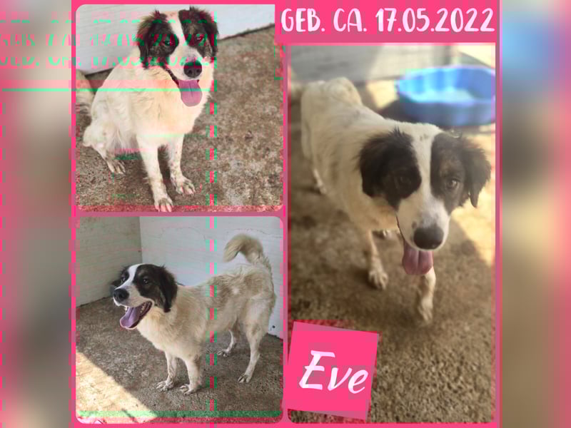 EVE, fast 3jähriges Mädel, SH ca. kniehoch, fröhlich, freundlich, sozial