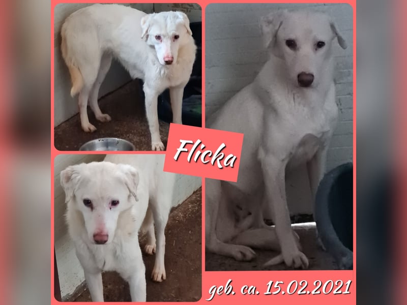 Flicka, 4jährige Hündin, SH mittelgroß, ängstlich, unsicher, neugierig