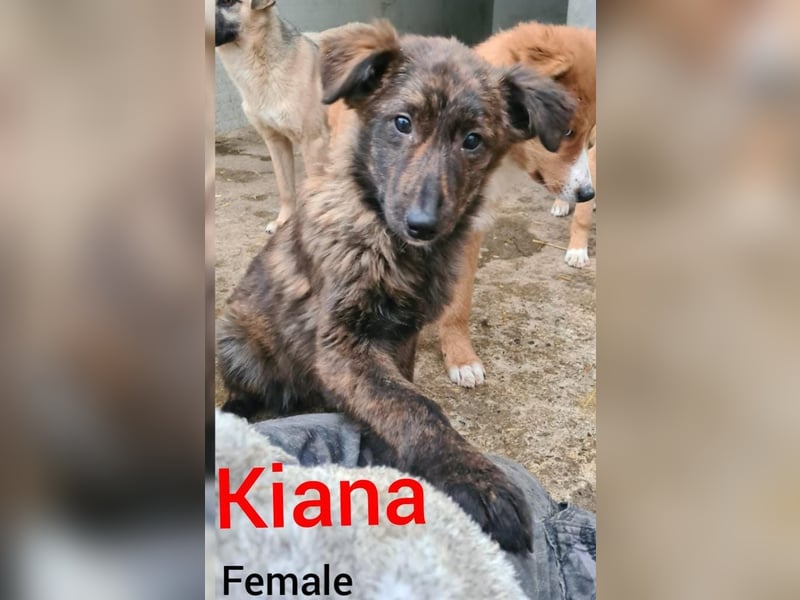 K I A N A , Hündin, *ca. 01.09.2021, mittelgroß, freundlich, verspielt, verschmust