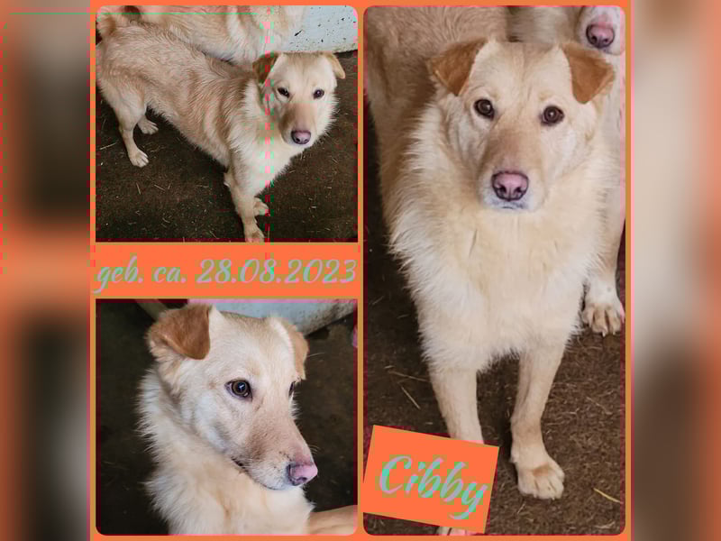 Cibby,1Jahr und 8 Monat alte Hündin, mittel bis groß, verspielt, sozial, fröhlich, neugierig
