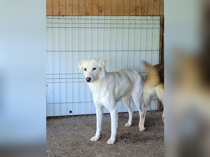 Flicka, 4jährige Hündin, SH mittelgroß, ängstlich, unsicher, neugierig