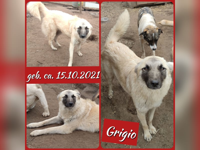 Grigio, 3 ½ jähriges Mädel, Größe mittelgroß ?, freundlich, verspielt, sozial, aktiv