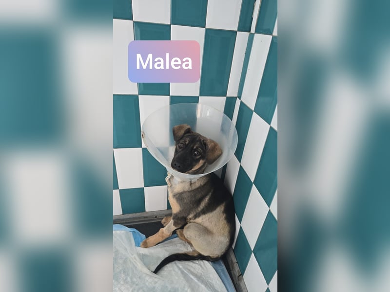 Malea,  Mädel, 7 Monate, aktuelle Größe bitte abfragen