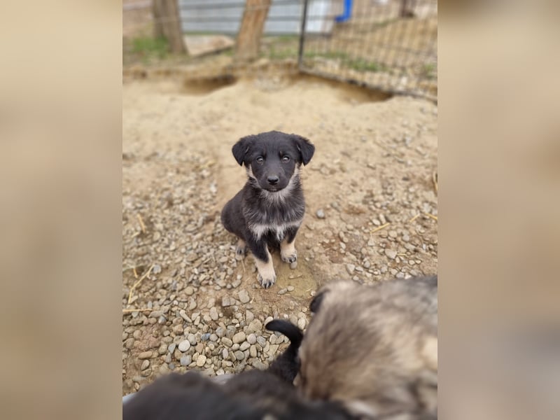 J O N A, 3 1/2 jährige Hundedame,SH ca. 45 cm,freundlich, verschmust, sozial, menschenbezogen