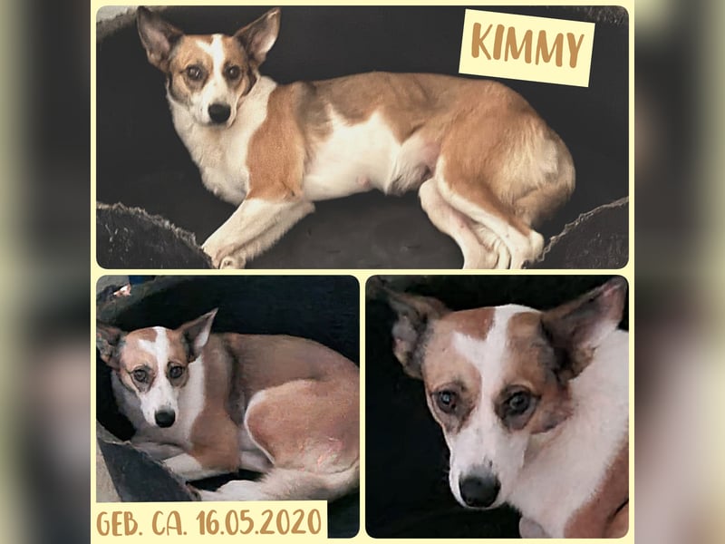 Kimmy, Hündin, *ca. 16.05.2020, SH ca. mittelgroß, ängstlich, lieb, sozial
