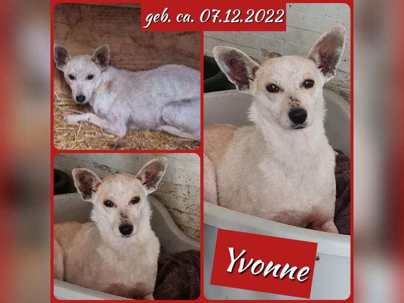 Yvonne,2 ¼ jähriges, kleines Hundemädchen, schüchtern, zurückhaltend, neugierig, sozial