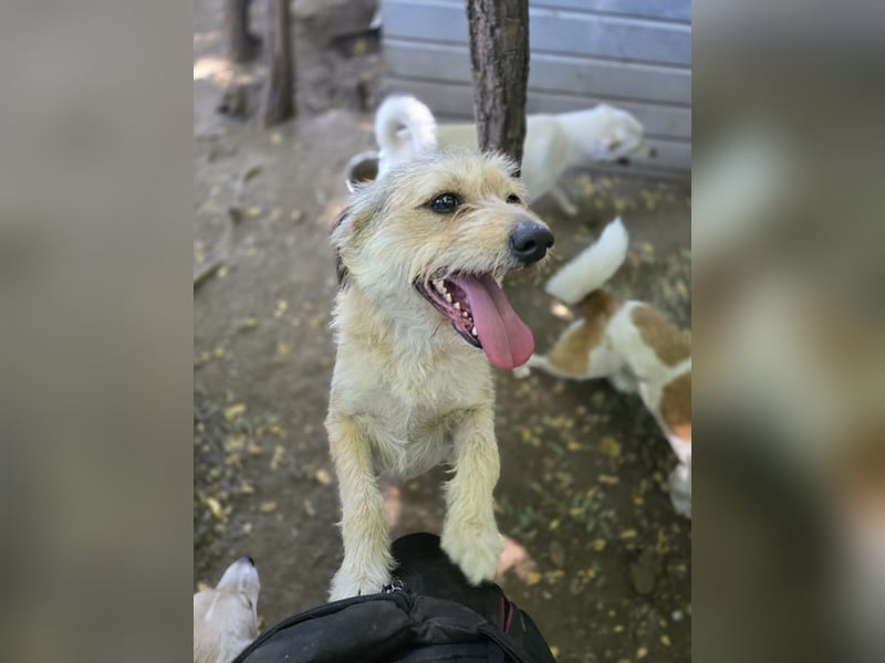 Penelope 3 jähriges Hundemädchen, Größe:  SH ca. 40 cm, liebevoll, lustig, verspielt