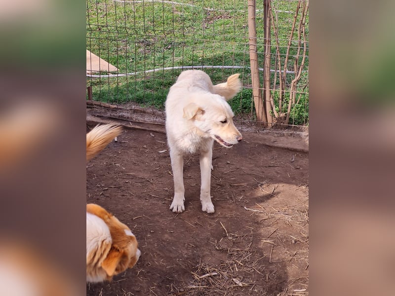 Cookie, 1j,8m, Mädel, groß, freundlich, verschmust, lieb