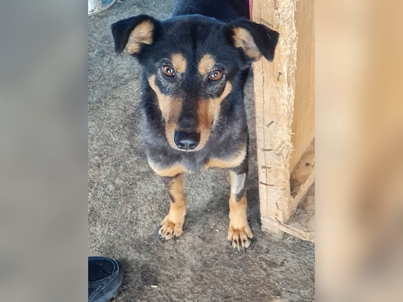 Mona , 3 ¼ jähriges Mädchen, ca. mittelgroß bis Knie, offen, freundlich dominierend, aufgeschlossen