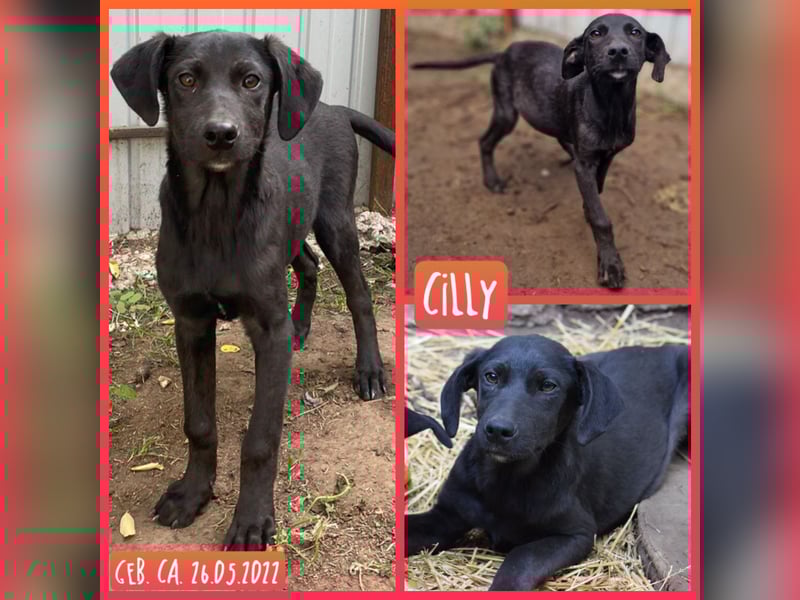 C I L L Y, Junghündin, noch keine 3 Jahre,  SH ca. kniehoch, sozial, freundlich, aufgeschlossen)