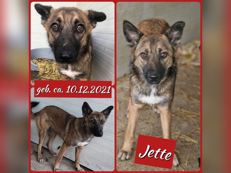 J E T T E , 3 ¼ jähriges Mädel, SH ca. mittelgroß-groß, zurückhaltend, lieb, vorsichtig