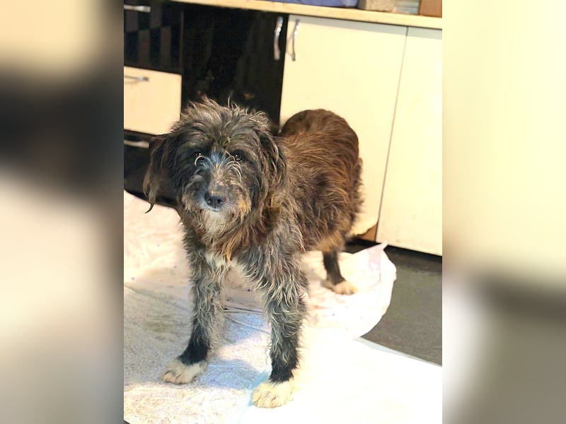 Violetta, Hündin, *ca. 14.05.2019, SH ca. kniehoch, offen, sehr freundlich, liebt Menschen, verschmu