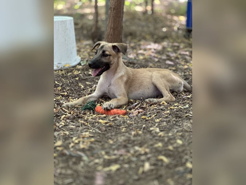 Mirella, mittelgroße Junghündin, fast 2 Jahre, verspielt, interessiert, entspannt, lieb