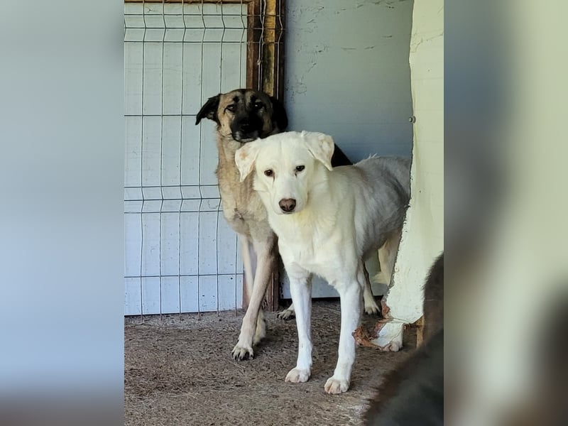 Flicka, 4jährige Hündin, SH mittelgroß, ängstlich, unsicher, neugierig