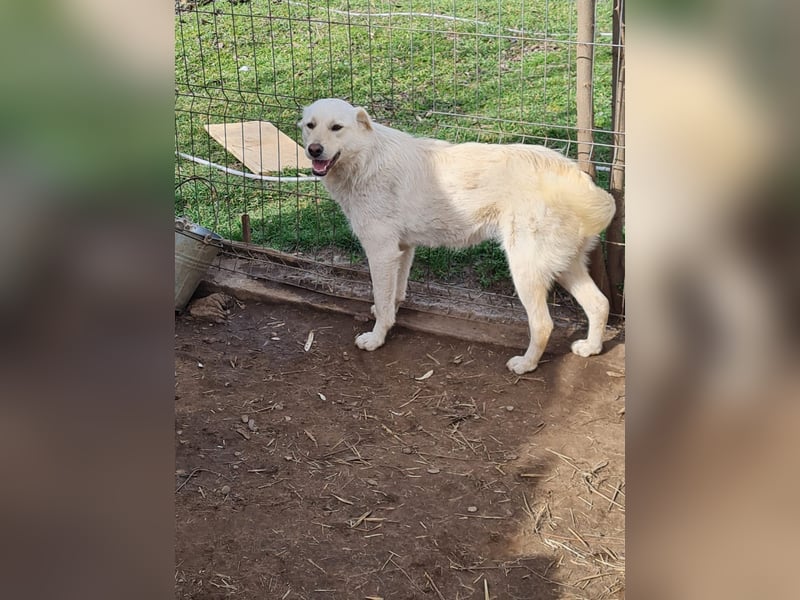 Cookie, 1j,8m, Mädel, groß, freundlich, verschmust, lieb