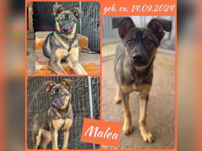 Malea,  Mädel, 7 Monate, aktuelle Größe bitte abfragen
