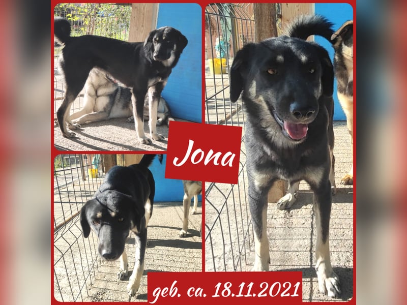 J O N A, 3 1/2 jährige Hundedame,SH ca. 45 cm,freundlich, verschmust, sozial, menschenbezogen