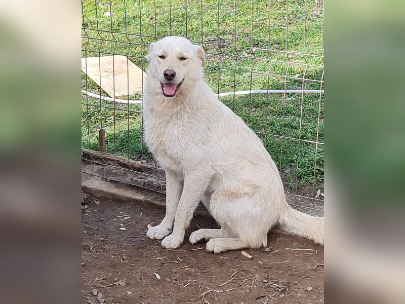 Cookie, 1j,8m, Mädel, groß, freundlich, verschmust, lieb