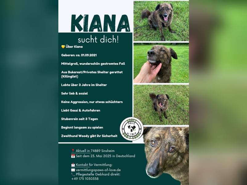 K I A N A, Hündin, *ca. 01.09.2021, ca. mittelgroß, freundlich, verspielt, verschmust