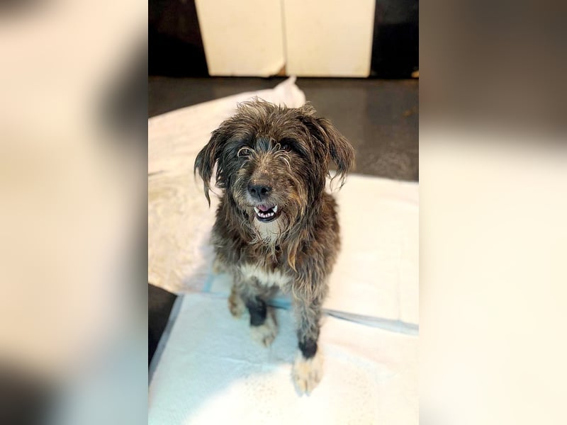 Violetta, Hündin, *ca. 14.05.2019, SH ca. kniehoch, offen, sehr freundlich, liebt Menschen, verschmu