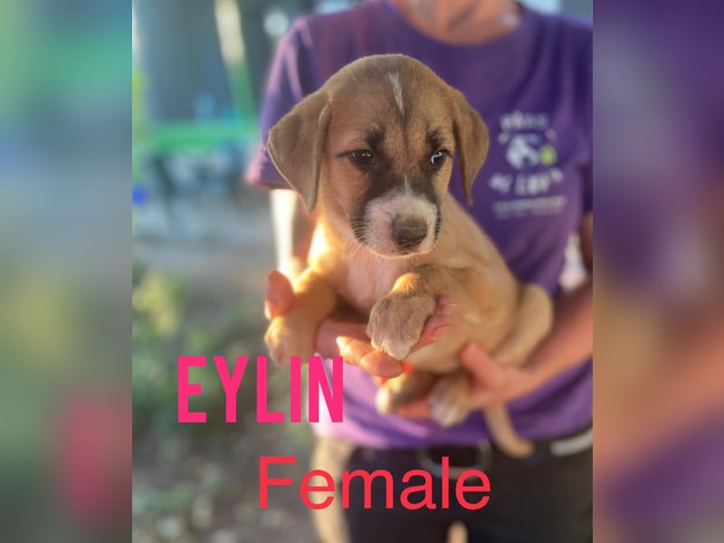 Eylin, , bald 2jähriges Mädchen, SH mittelgroß, freundlich, offen, menschenbezogen, sozial