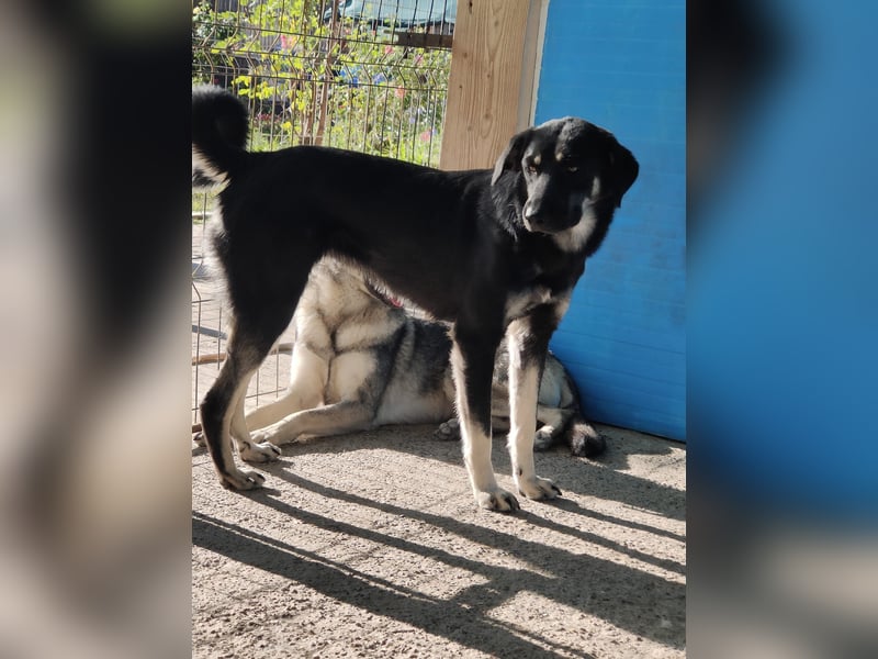 J O N A, 3 1/2 jährige Hundedame,SH ca. 45 cm,freundlich, verschmust, sozial, menschenbezogen