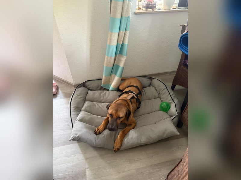 LILO, Hündin, *ca.12.6.18, ca. 43kg schwer, SH 70-80 cm, menschenbezogen, verschmust, offen.