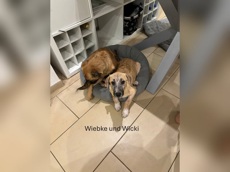 Wicki, Hündin, *ca. 21.04.2025, vermutlich max. kniehoch, ~15kg, freundlich, verschmust, sozial