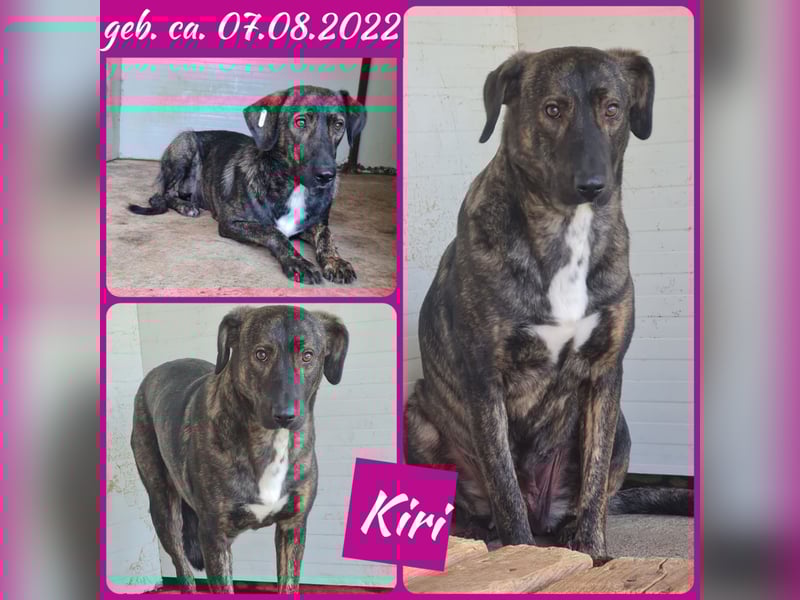 Kiri , 2 ½-jährige Hündin,  mittelgroß, ängstlich, zurückhaltend, ruhig, sozial