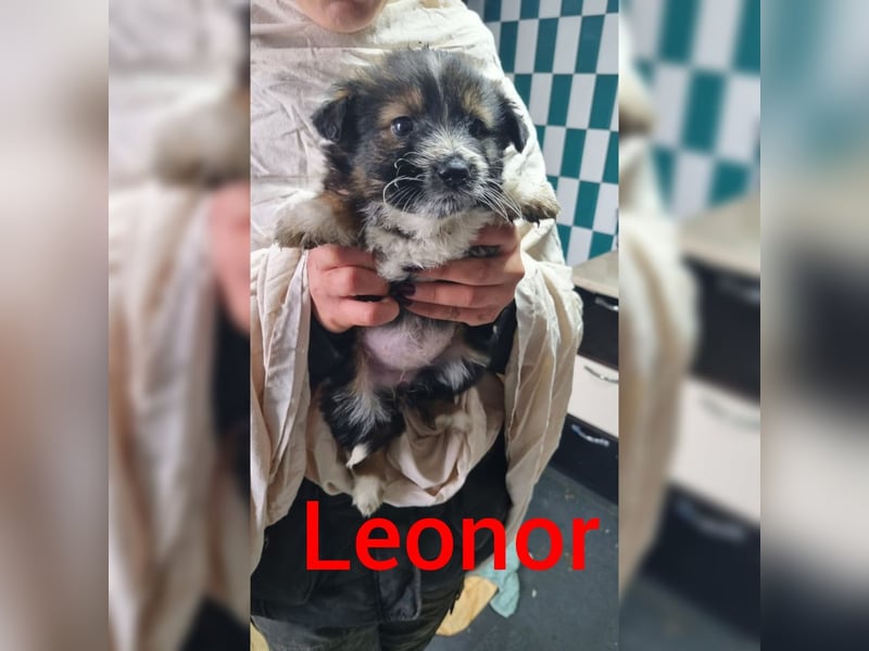 Leni, Mädel, *ca. 26.11.2021, 	kastriert, mittelgroß ,