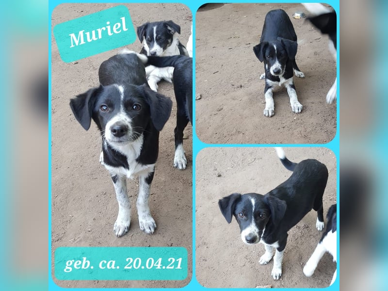Muriel , fast 4 jähriges Hundemädchen, ca. 55 cm, fröhlich, lustig, zurückhaltend, neugierig)