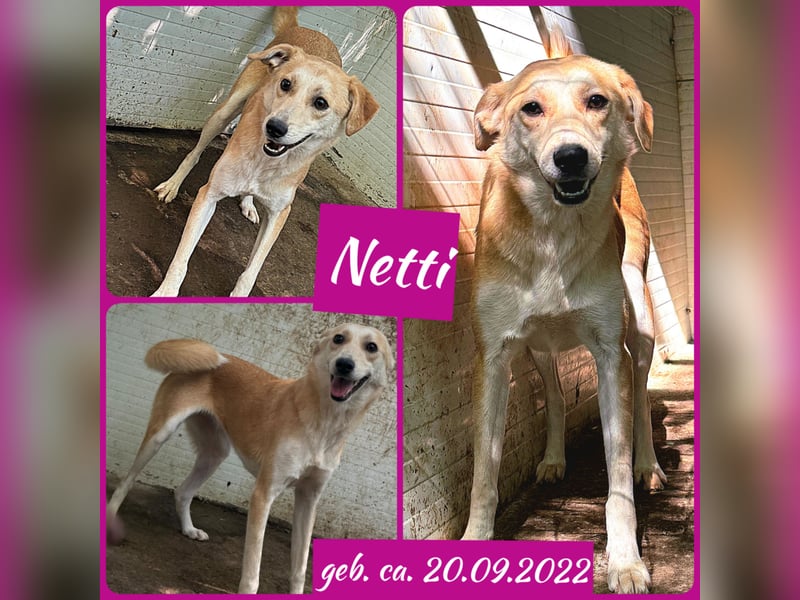 Netti, 2 ½ .jähriges Hundemädchen SH ca. mittelgroß, freundlich, offen, sozial)