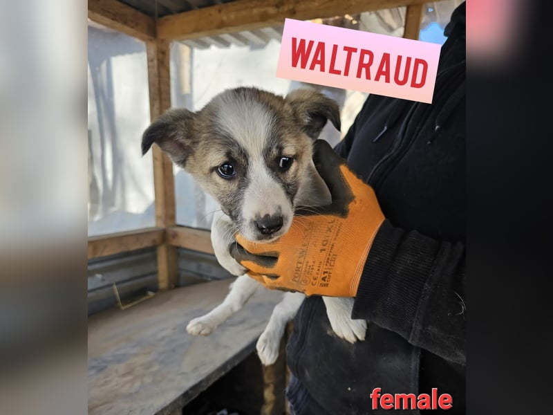 Waltraud 1 1/3 j Hundemädchen, klein – mittelgroß, schüchtern, zurückhaltend, neugierig, sozial