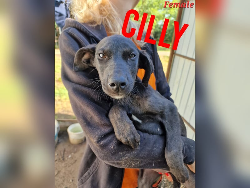 C I L L Y, Junghündin, noch keine 3 Jahre,  SH ca. kniehoch, sozial, freundlich, aufgeschlossen)