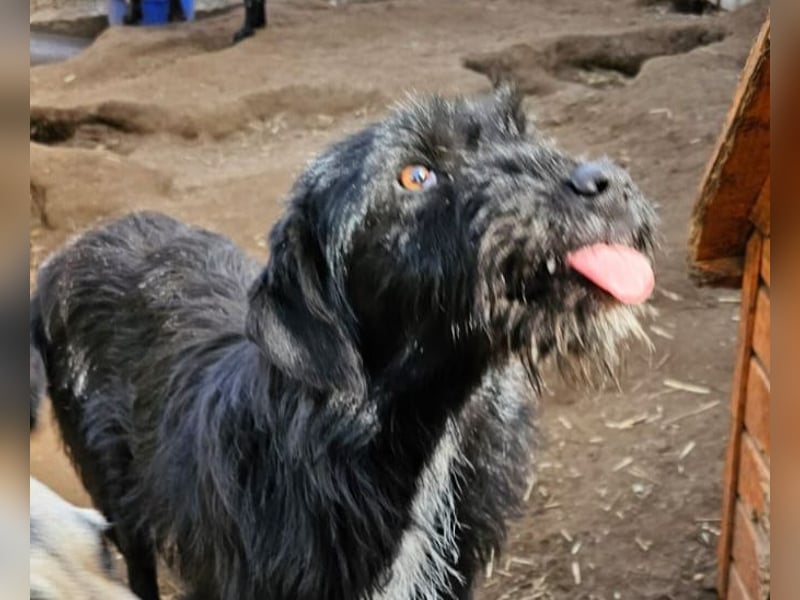 Dinky, 2jähriges Mädel, SH ca. mittelgroß, verspielt, zurückhaltend, verschmust, sozial