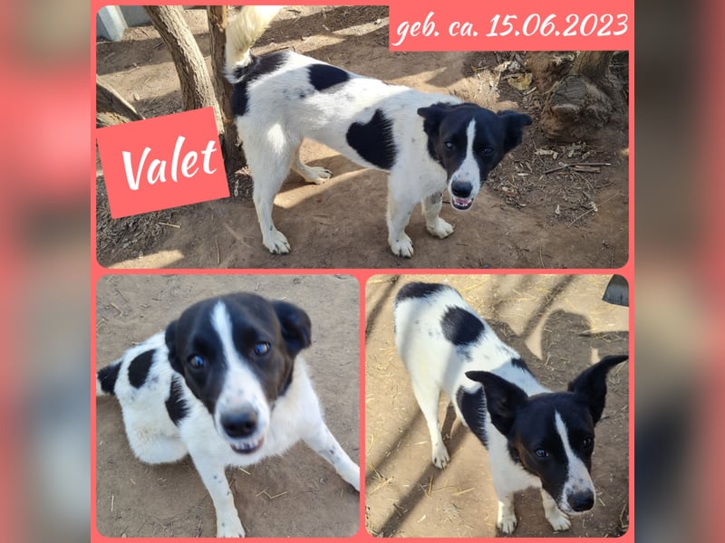 Valet, 1j, 10m altes Mädchen,  SH ca. mittelgroß, freundlich, verspielt, aktiv, sozial