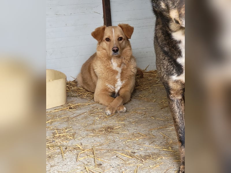 Konni, ein 4 jähriges Mädel , 53 cm, etwas schüchtern, ruhig, neugierig, sozial
