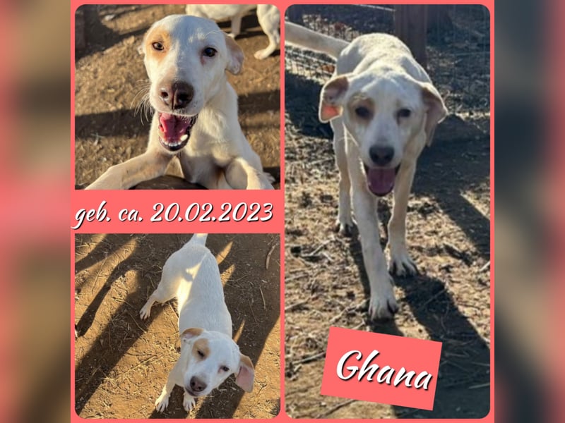 Ghana, 2jährigesMädel, SH ca. mittelgroß, freundlich, frohnatur, aktiv