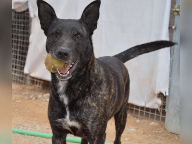 Tosca sucht ein neues Zuhause