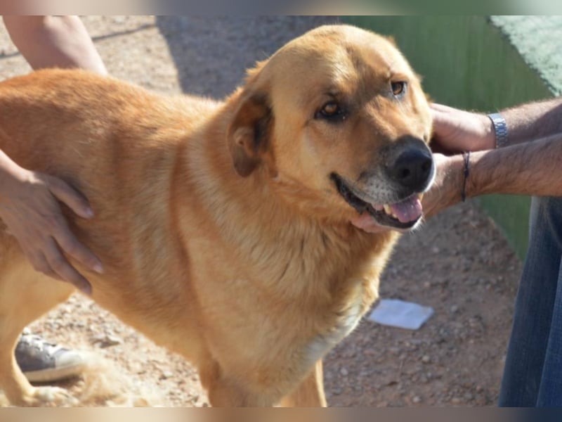 Balusa sucht ein neues Zuhause