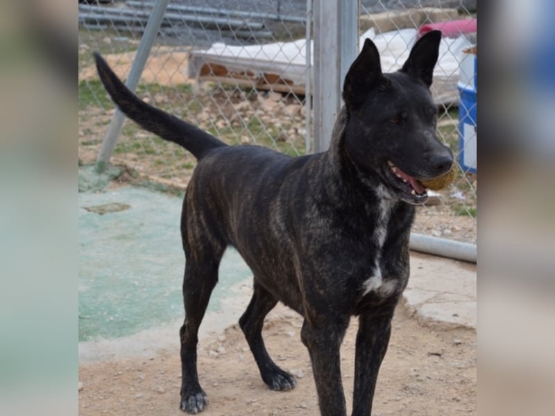 Tosca sucht ein neues Zuhause