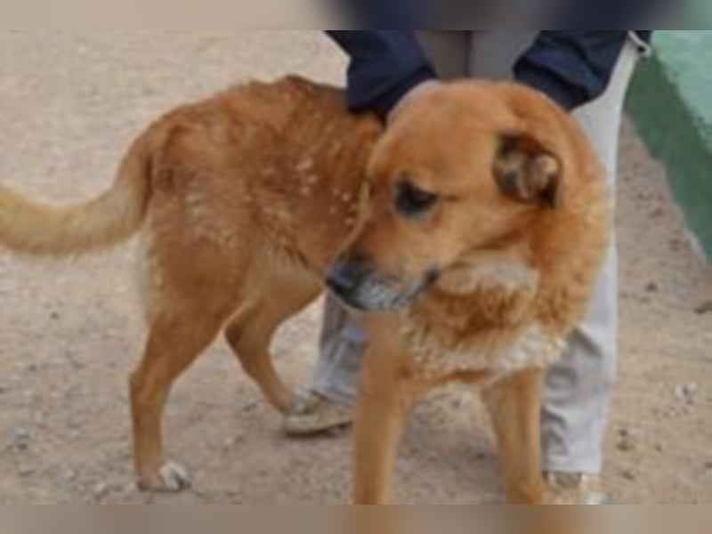Balusa sucht ein neues Zuhause