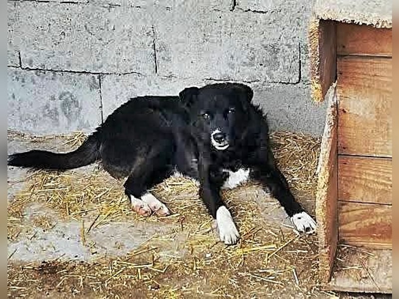 Nicky, sucht erfahrene Menschen