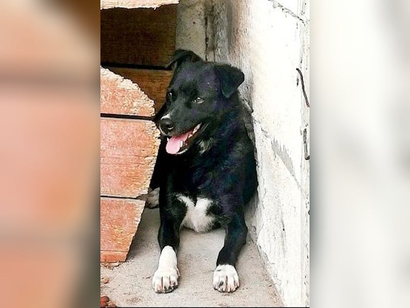 Nicky, sucht erfahrene Menschen