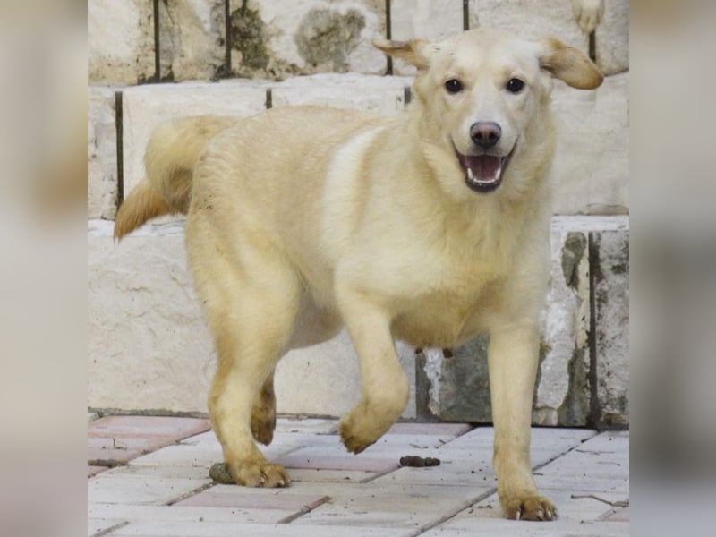 Zuhause gesucht für Delta ! Junghündin mit Herz und Charme!