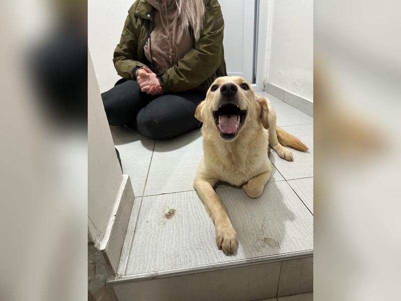 Zuhause gesucht für Delta ! Junghündin mit Herz und Charme!