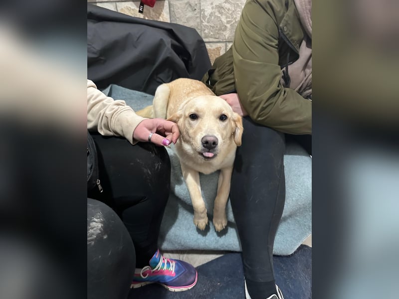 Zuhause gesucht für Delta ! Junghündin mit Herz und Charme!