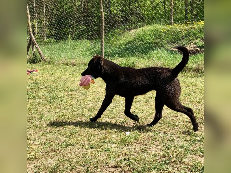 Unsere Traumhündin Dèzi sucht dich!